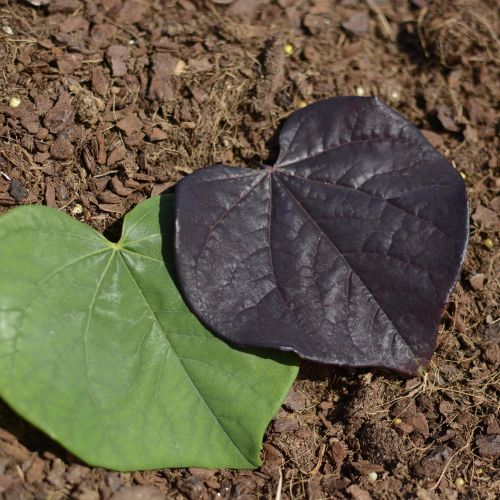 CERCIS
